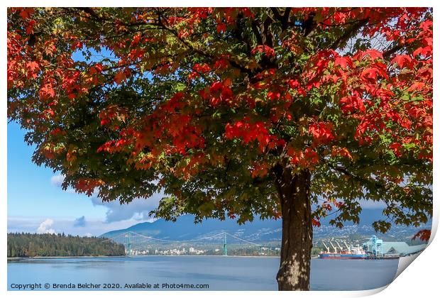 Maple tree, Vancouver BC Print by Brenda Belcher