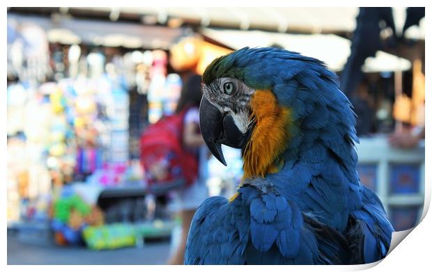 blue and yellow macaw parrot in the old town of Rh Print by M. J. Photography