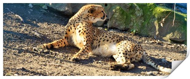 Cheetah (Acinonyx jubatus) lying on the ground Print by M. J. Photography