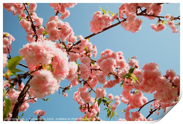 Spring Cherry blossoms, pink flowers Print by M. J. Photography
