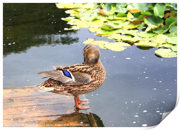 The duck in the park, plays with herself Print by M. J. Photography