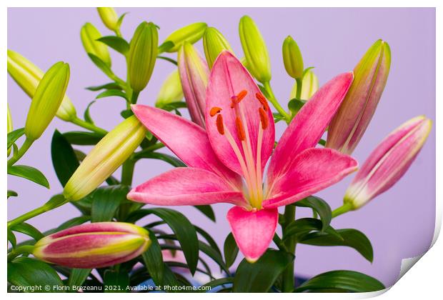 beautiful pink lily flowers - blossom and buds Print by Florin Brezeanu