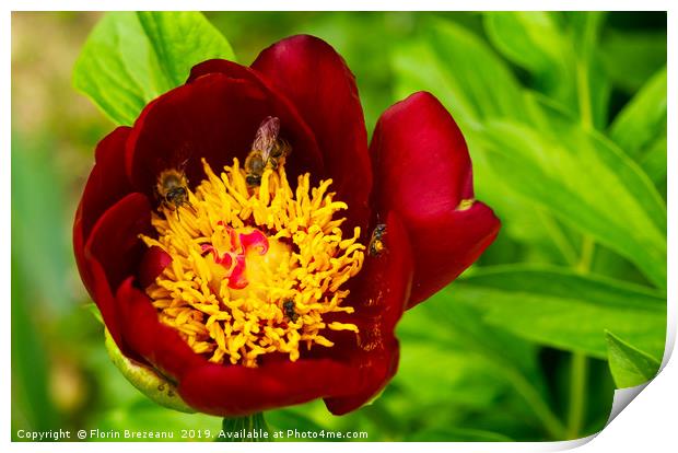 close up of red magenta peony flower Print by Florin Brezeanu