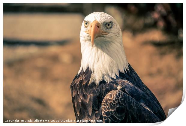 EAGLE PORTRAIT Print by Linda Ullathorne