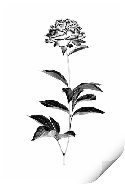 Peony blossom in black and white Print by Wdnet Studio
