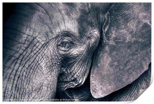 Elephant close-up Print by Christian Bridgwater