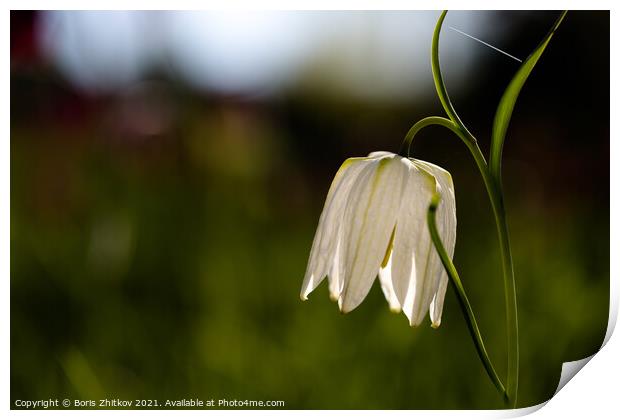 Fritillaria meleagris. Print by Boris Zhitkov