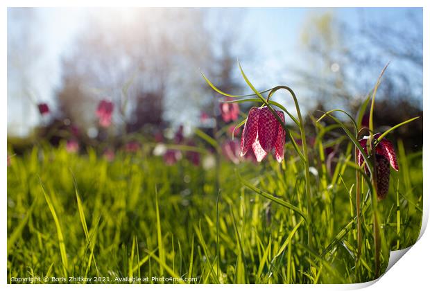 Fritillaria meleagris. Print by Boris Zhitkov