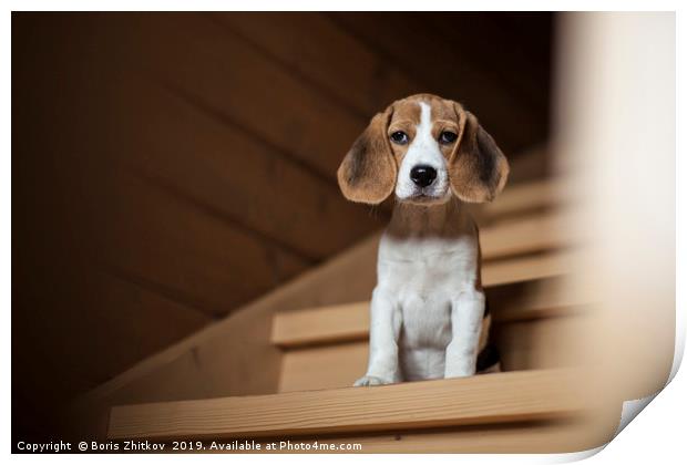 Cute little beagle puppy Print by Boris Zhitkov