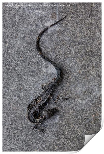 Dead lizard. Print by Boris Zhitkov