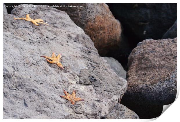 Three starfish on a stone. Print by Boris Zhitkov