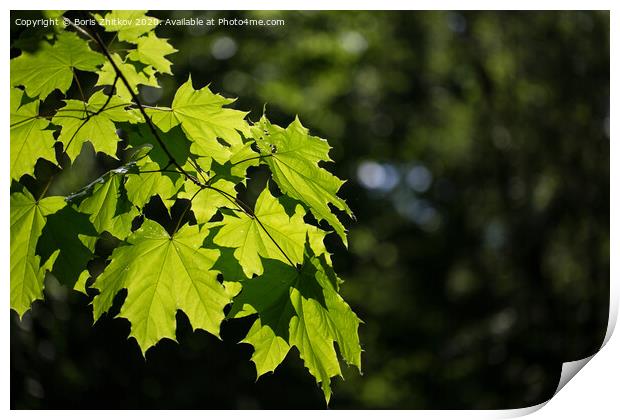 Maple branch. Print by Boris Zhitkov