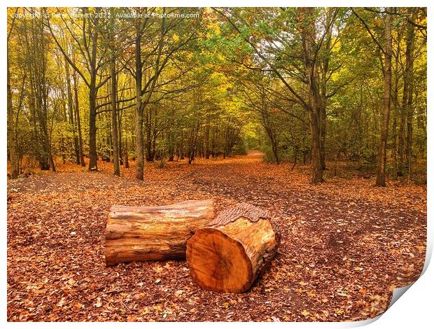 Thames Chase Woodland Print by Peter Barrett