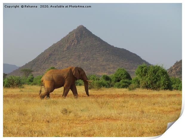 Lone elephant walking, Samburu, Kenya Print by Rehanna Neky
