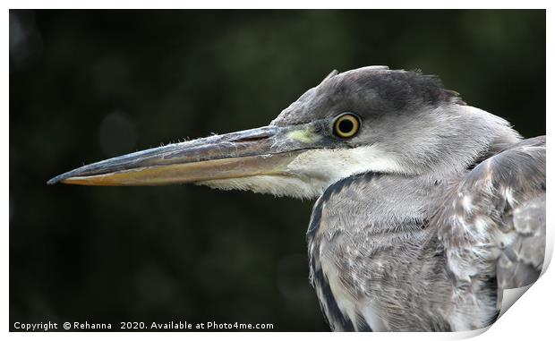 Young heron with an eye on its fish Print by Rehanna Neky