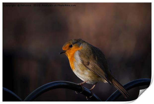 Robin perched on railings Print by Rehanna Neky