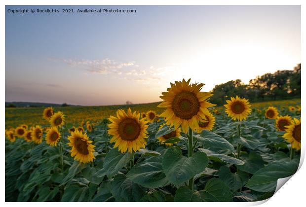 Field of sunflowers at dusk Print by Rocklights 