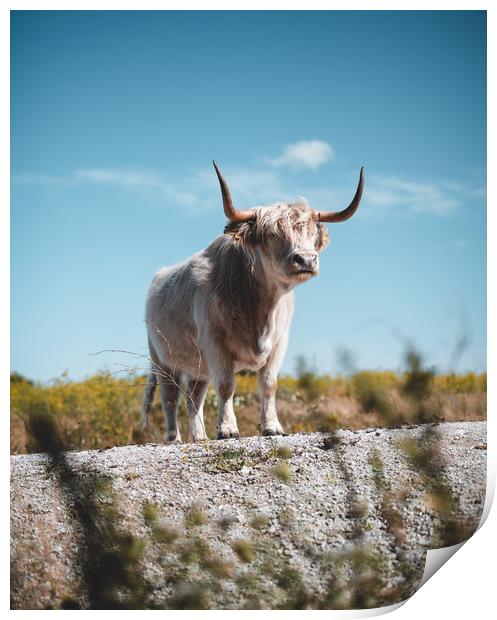 Highland Cattle Print by Sam Bradley