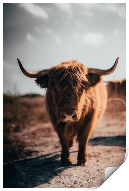 Highland Cow Print by Sam Bradley