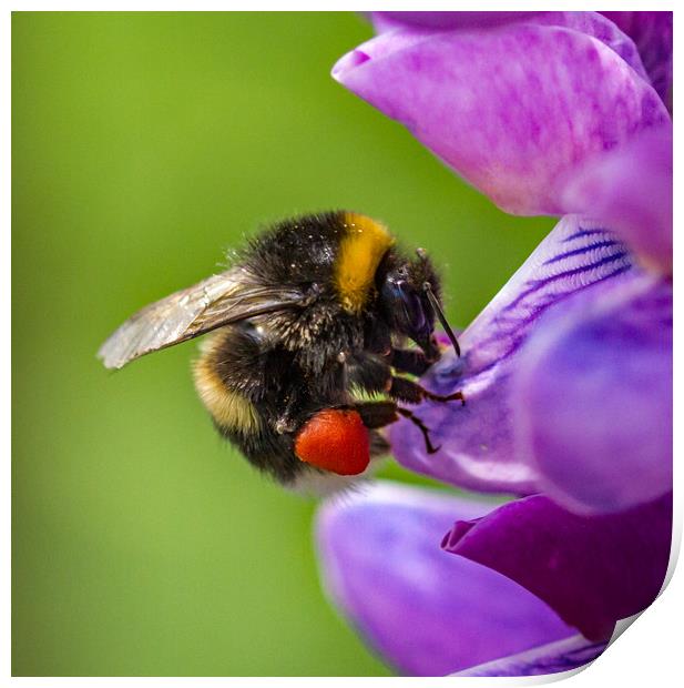Bumblebee on a Lupin flower head.  Print by Ian Taylor
