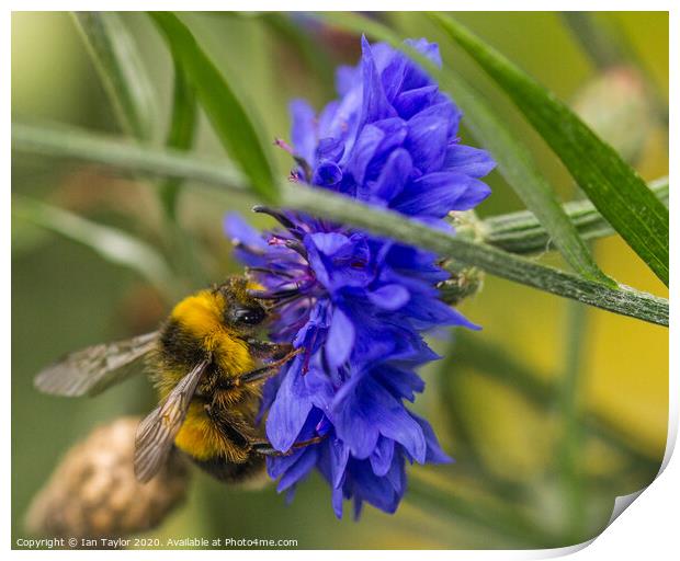 Bumblebee on a Cornflower. Print by Ian Taylor