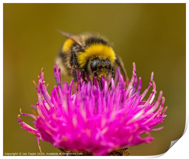 Bumblebee on a Thistle flowerhead. Print by Ian Taylor