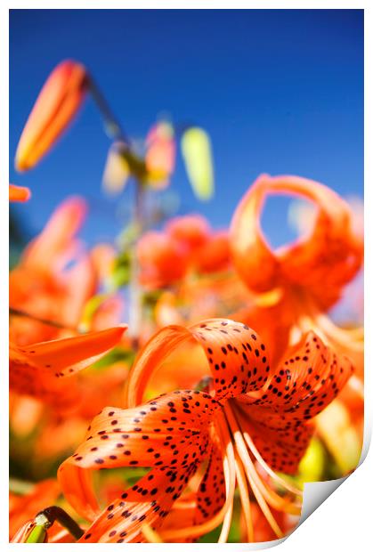 Orange lilly flowers Print by Ashley Cooper