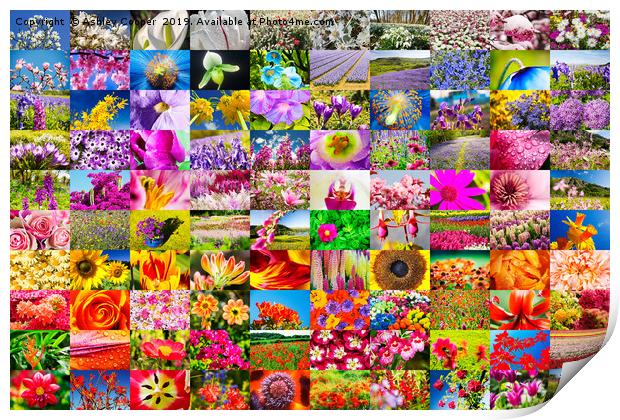A concept, composite image of flowers. Print by Ashley Cooper