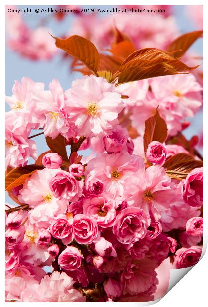 Cherry blossom. Print by Ashley Cooper