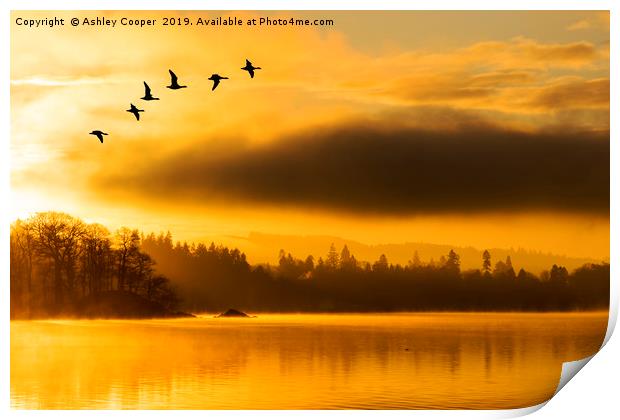 Flight of the dawn geese. Print by Ashley Cooper