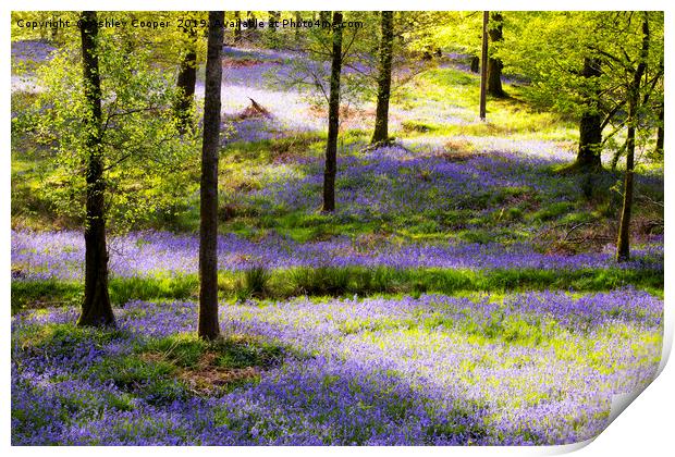 Bluebell carpet. Print by Ashley Cooper