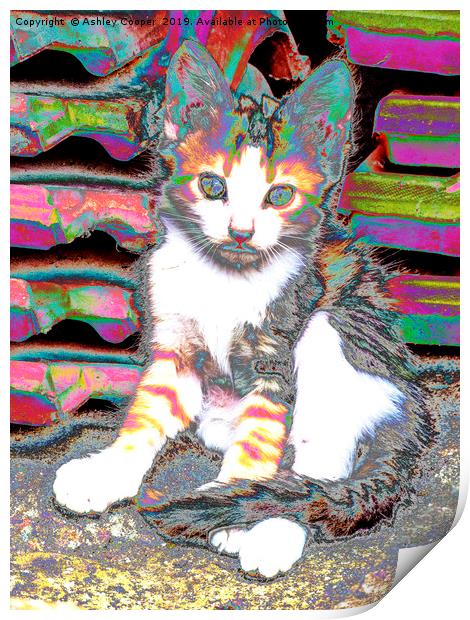 Kitten. Print by Ashley Cooper