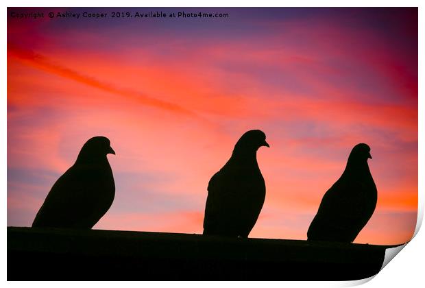 Pigeon sunset. Print by Ashley Cooper