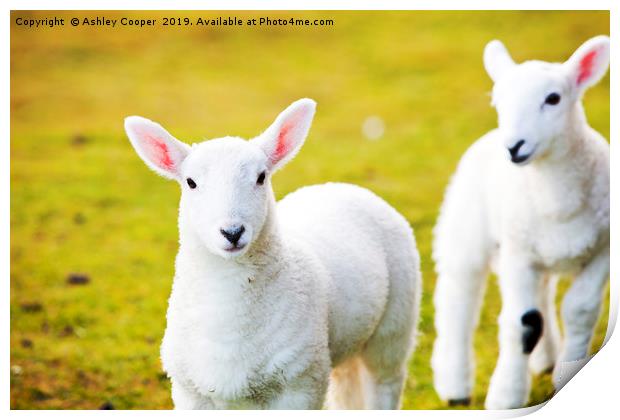 Lambs Print by Ashley Cooper