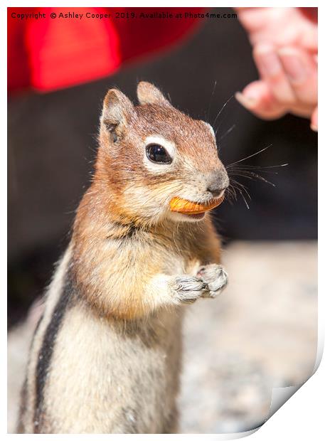 Chipmunk Print by Ashley Cooper