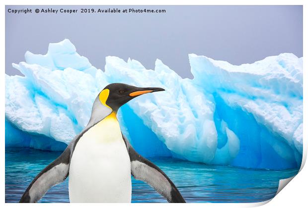 Penguin iceberg Print by Ashley Cooper