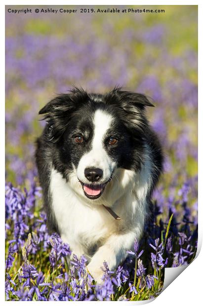 Border Collie Print by Ashley Cooper