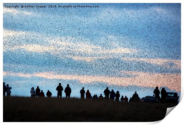 Murmuration. Print by Ashley Cooper