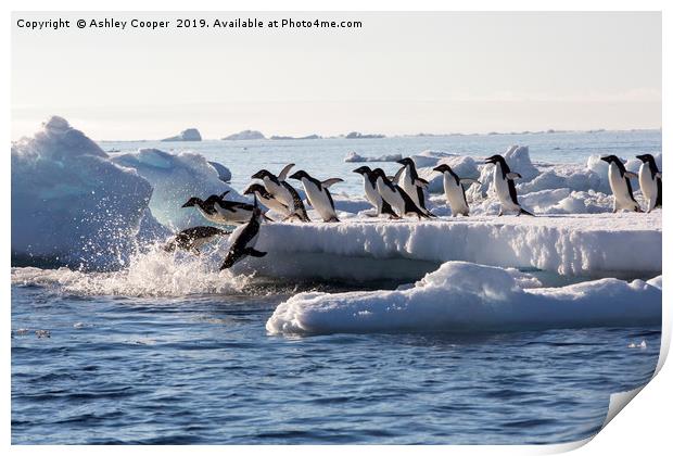 Diving penguins. Print by Ashley Cooper