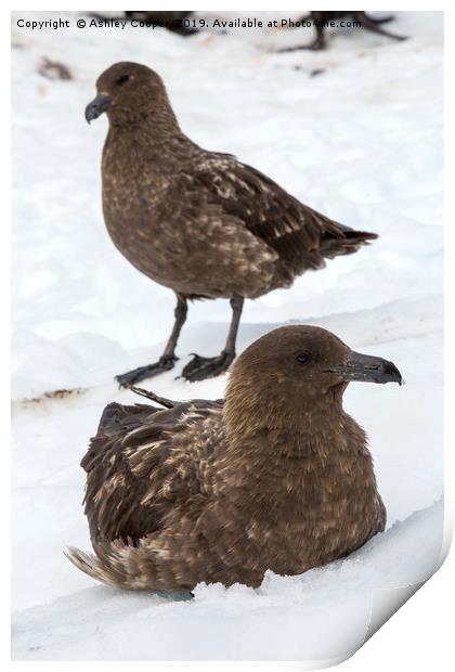 Skua. Print by Ashley Cooper