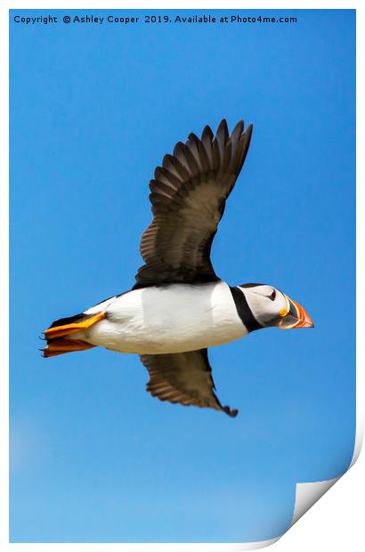 Atlantic Puffin. Print by Ashley Cooper