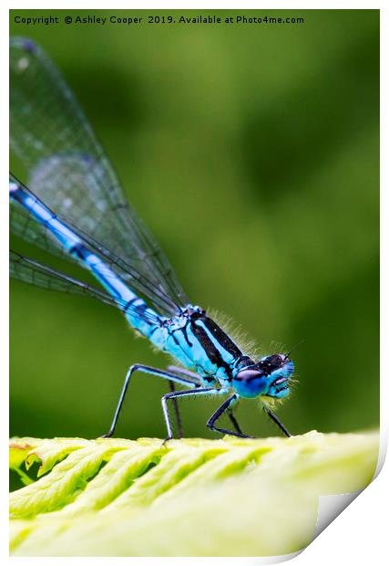 Blue Damselfly Print by Ashley Cooper