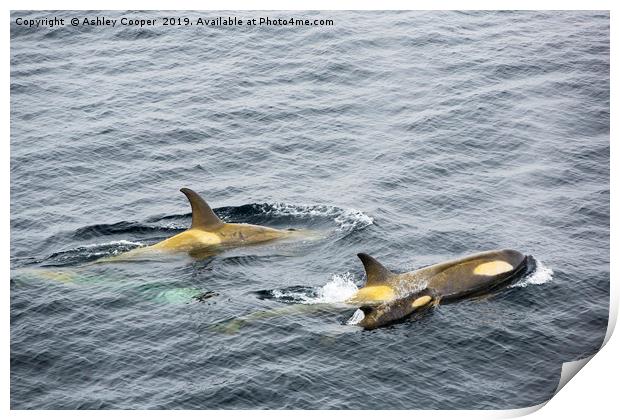 Orca calf. Print by Ashley Cooper