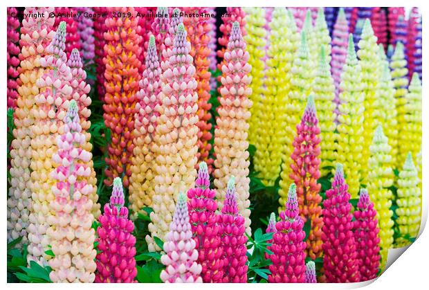 Lupin flowers Print by Ashley Cooper