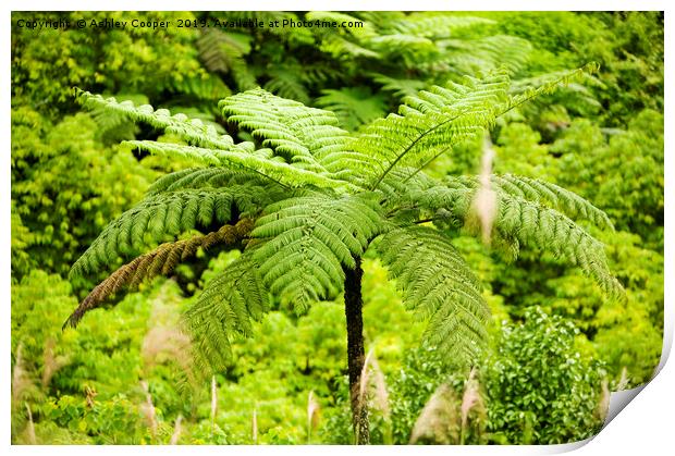 Tree fern Print by Ashley Cooper