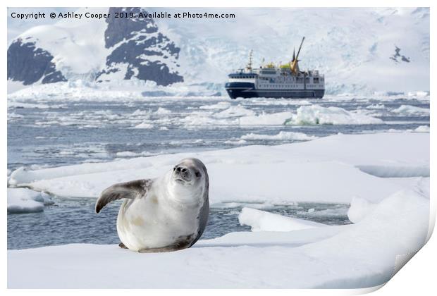 Seal berg. Print by Ashley Cooper