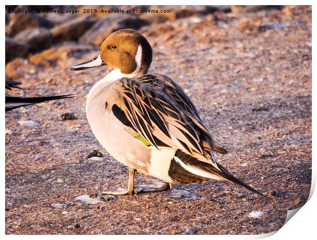 Pintail. Print by Ashley Cooper