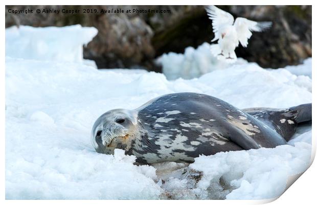 Seal chill. Print by Ashley Cooper