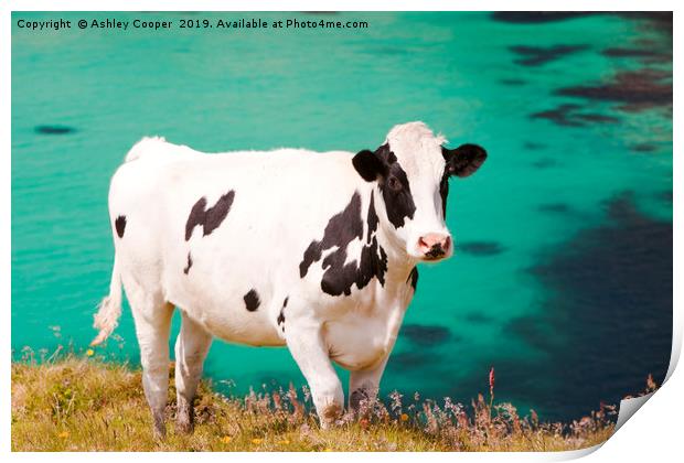 Cow blue. Print by Ashley Cooper