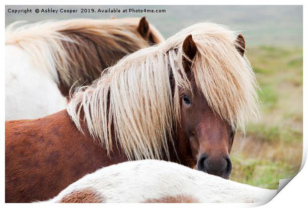 Iceland pony. Print by Ashley Cooper